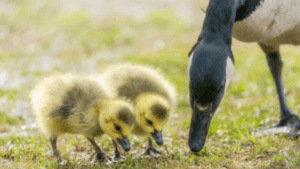 What to Feed Goslings