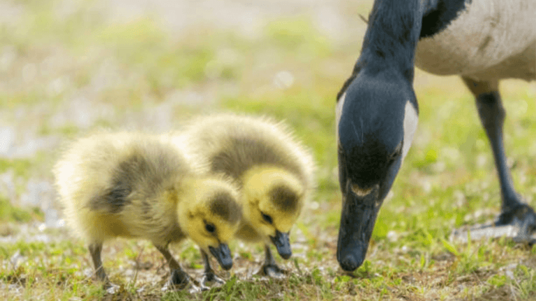 What to Feed Goslings: A Complete Nutritional Guide 1 What to Feed Goslings