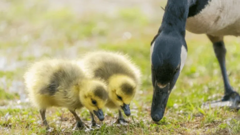 What to Feed Goslings: A Complete Nutritional Guide 1 What to Feed Goslings