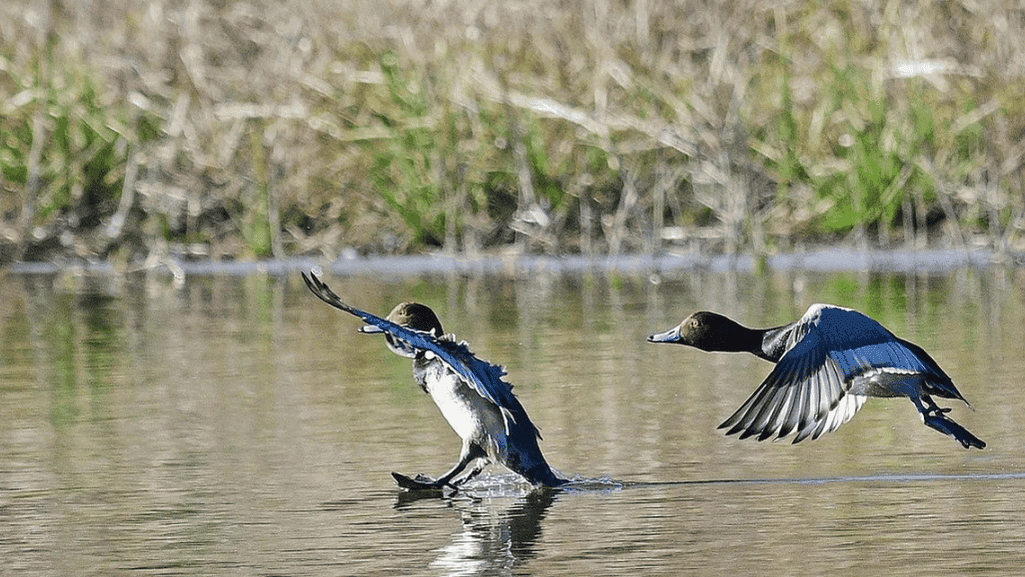 When Do Ducks Migrate Seasonal Patterns