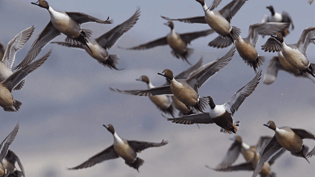 Where Do Ducks Go Wintering and Breeding Grounds