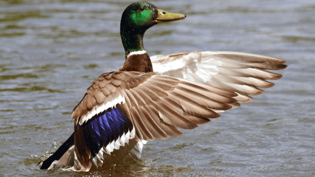 Why Do Ducks Have Feathers