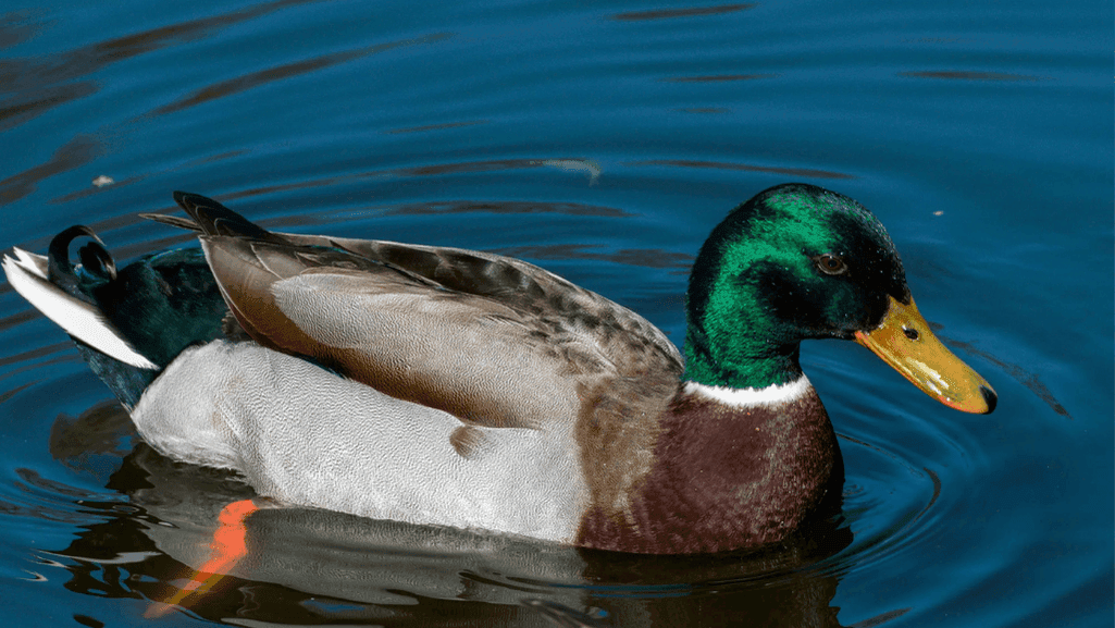 Why Do Ducks Have Feathers