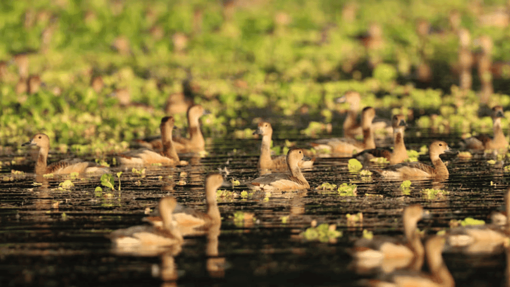 Why Do Ducks Migrate Key Reasons