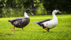 Will Ducks Eat Chicken Feed