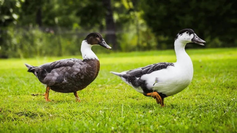 Will Ducks Eat Chicken Feed? What You Need to Know 40 Will Ducks Eat Chicken Feed