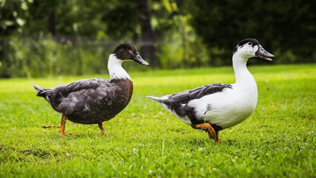 Will Ducks Eat Chicken Feed