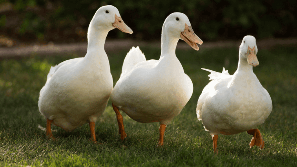 caring for Pekin ducks