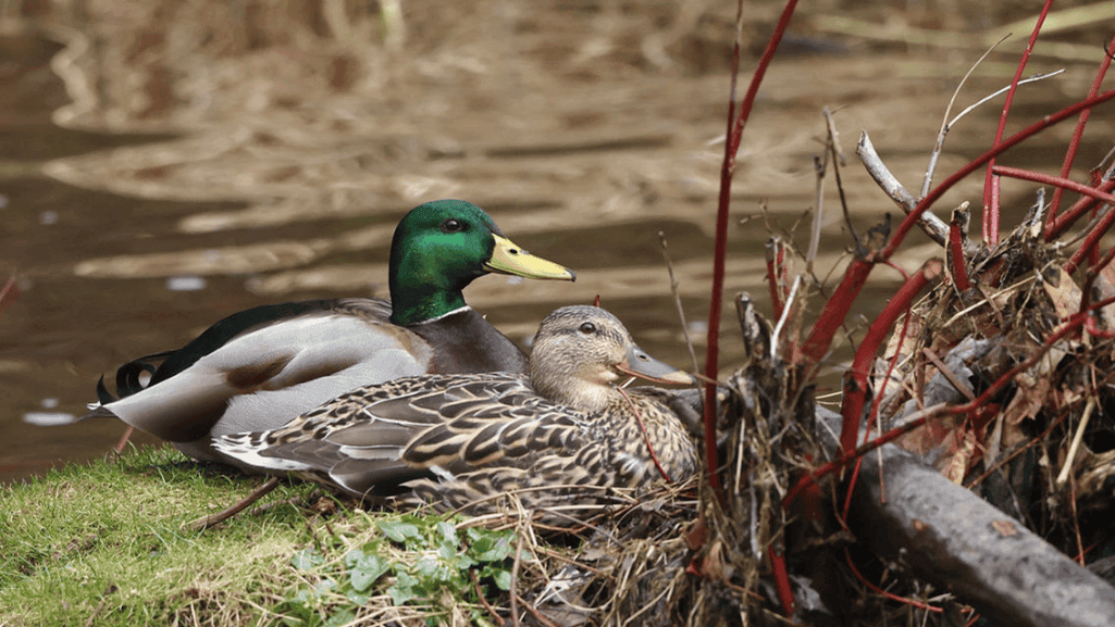 clean duck habitat