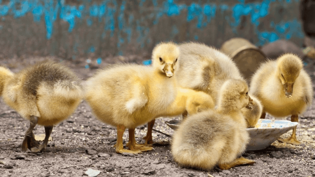 complete feed options for goslings