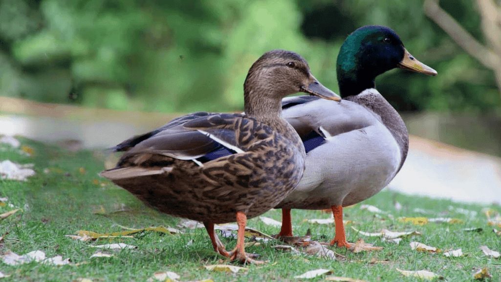 comprehensive duck breed guide