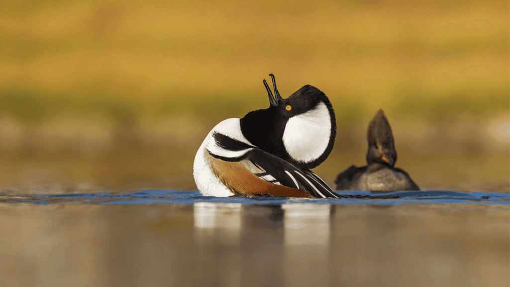 courtship displays of hooded mergansers
