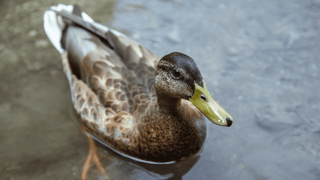 daily care for duck health