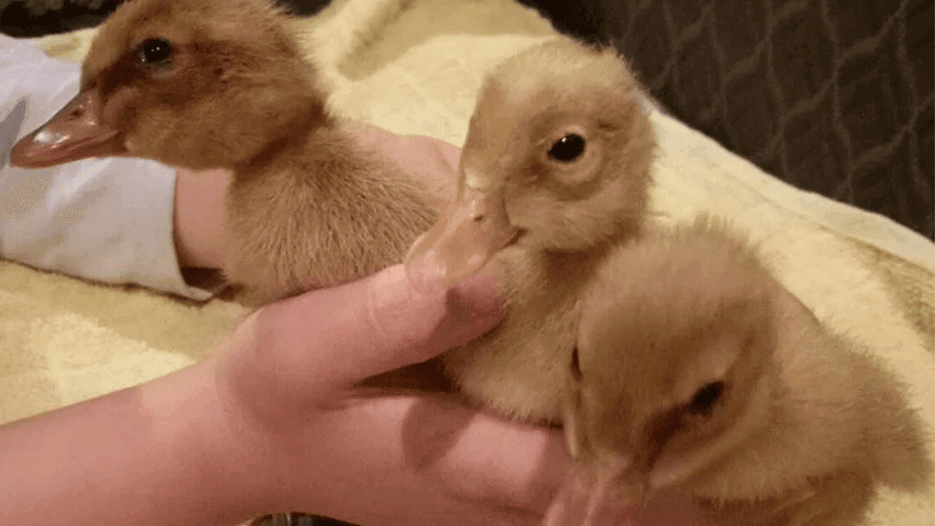 daily duck care