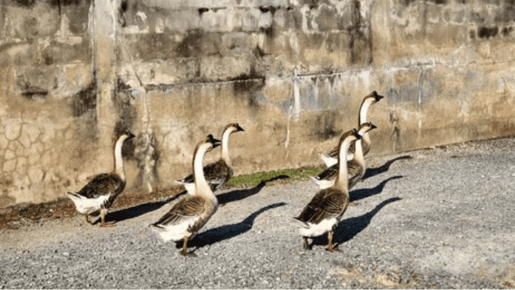 domestic goose feeding