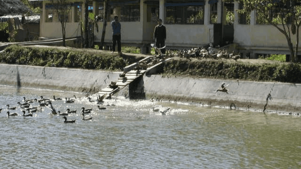 duck and fish farming