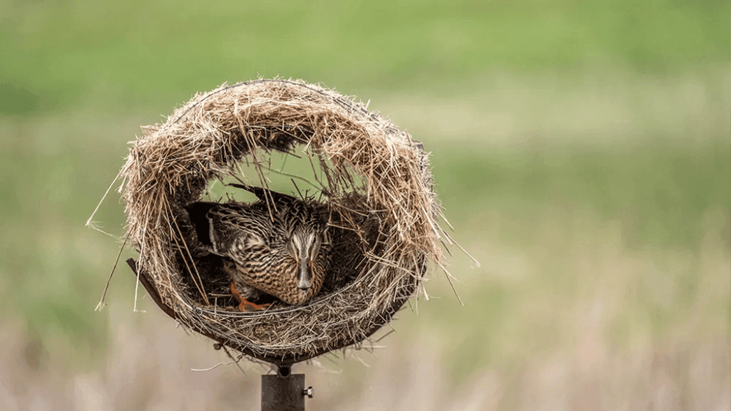 duck breeds and housing