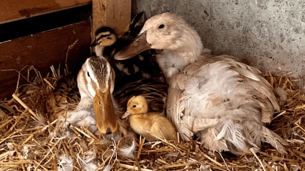 duck care routine