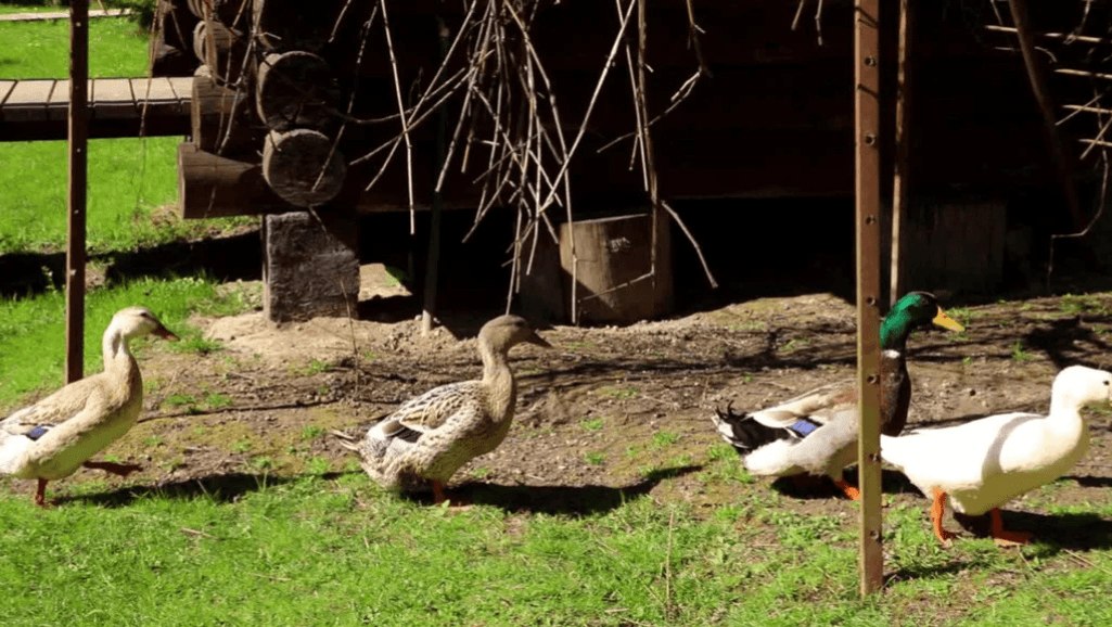 duck diet