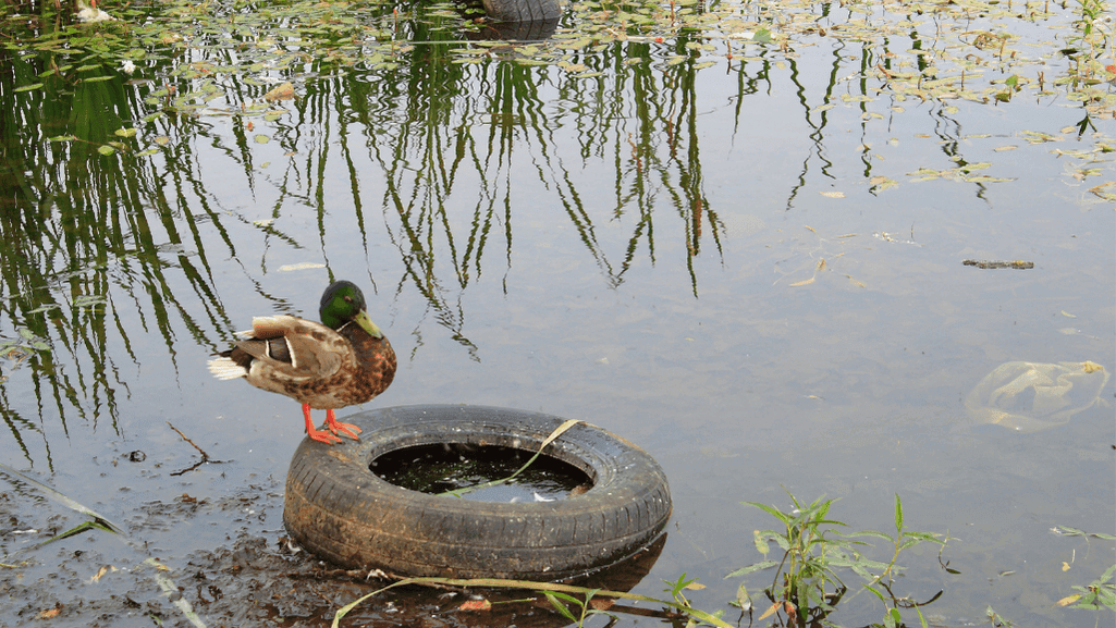 duck environment setup