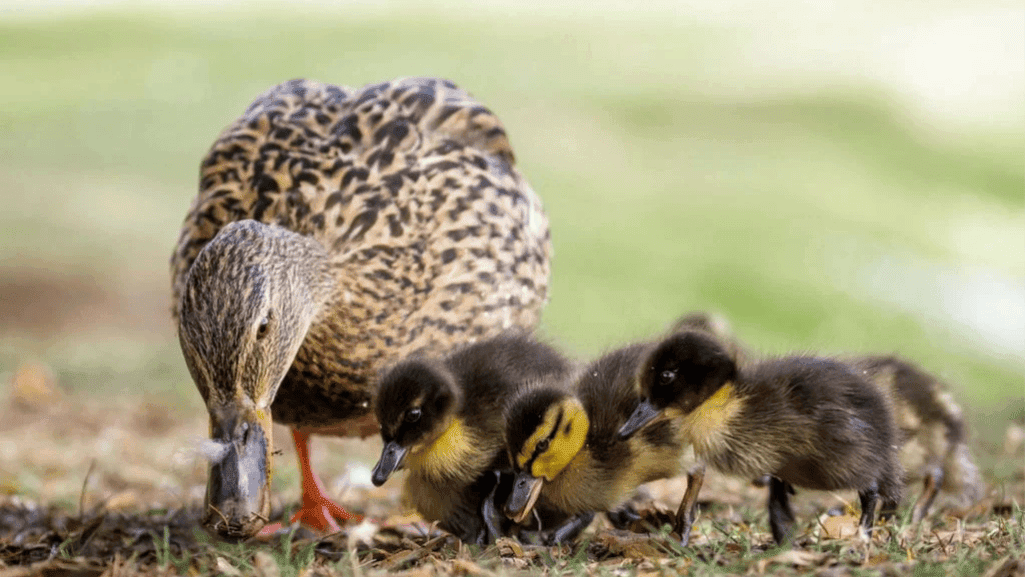 duck feed selection