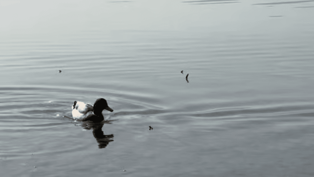 duck feeding and watering