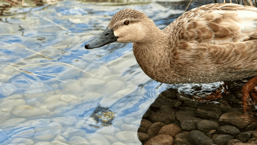duck feeding and watering