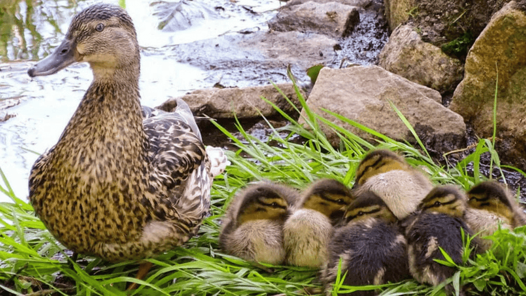 duck feeding essentials