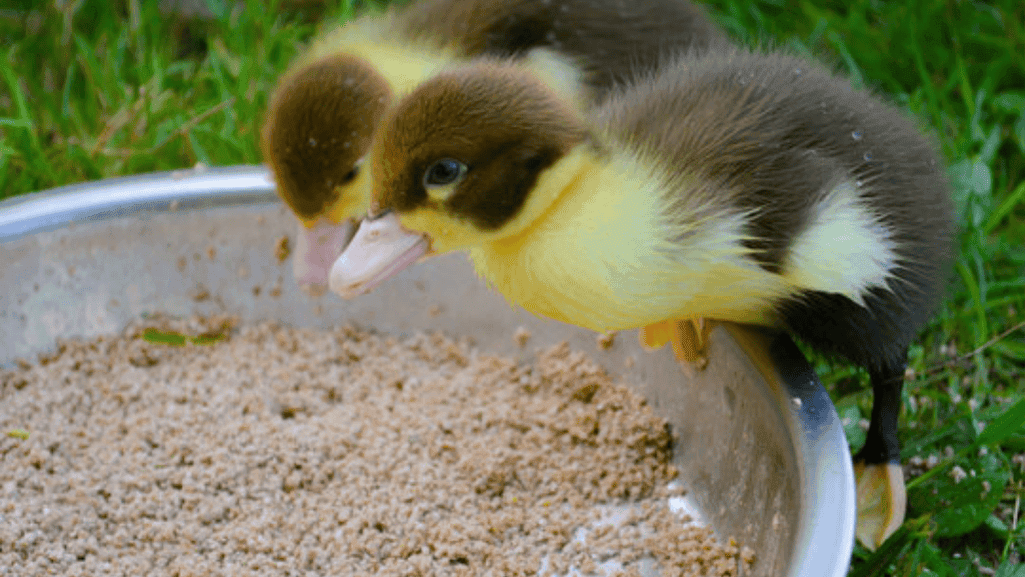 duck food and What Do Ducklings Eat