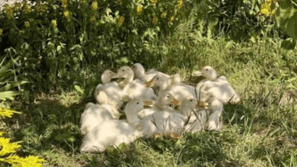 duck garden