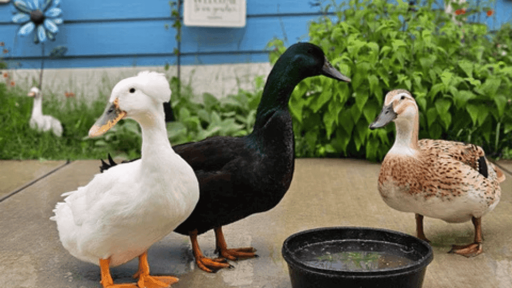 duck habitat setup