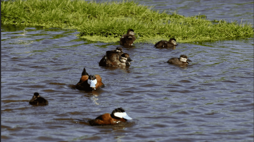 duck habitat