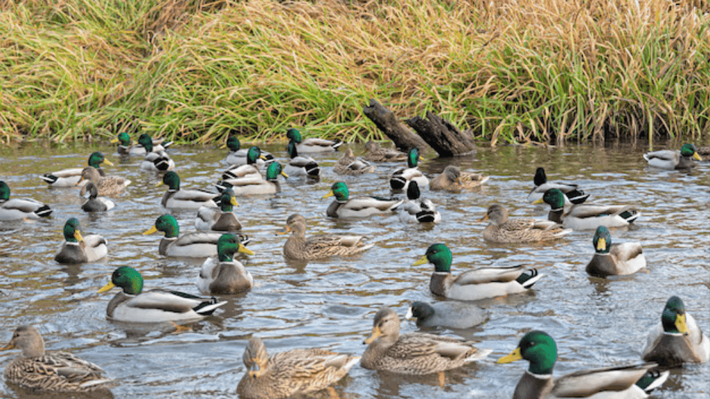 duck habitat