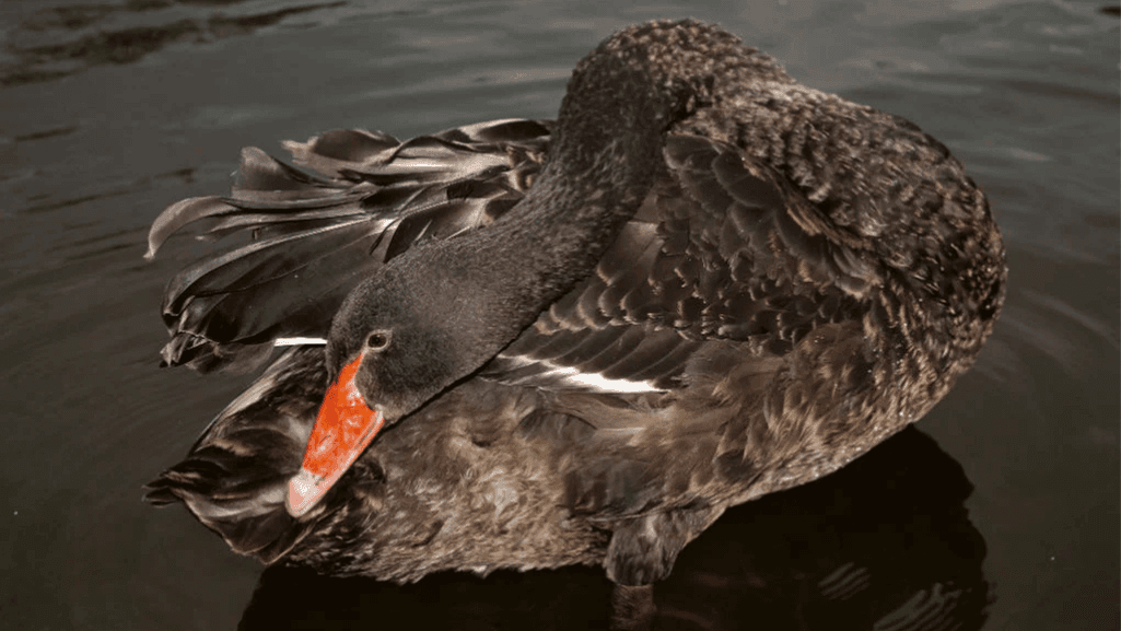 duck health and disease prevention