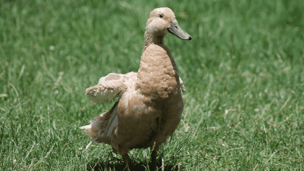 duck health care
