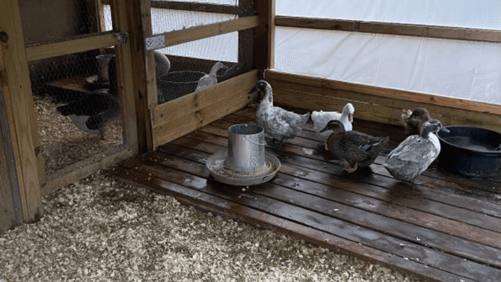 duck house and water systems