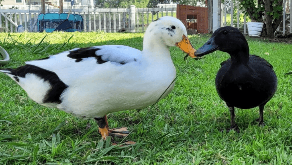 duck life stages