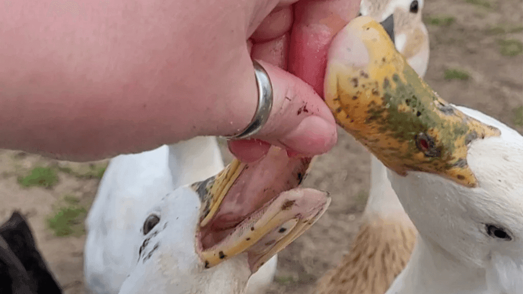 duck nutritional requirements and Pekin Duck Food