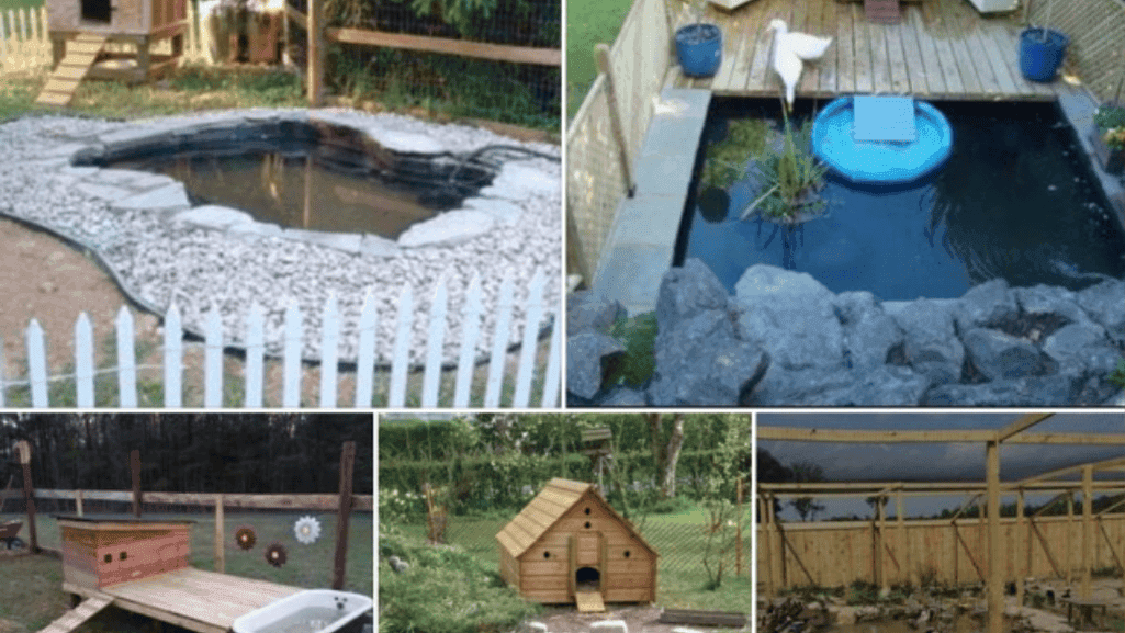 duck shelter and cleanliness