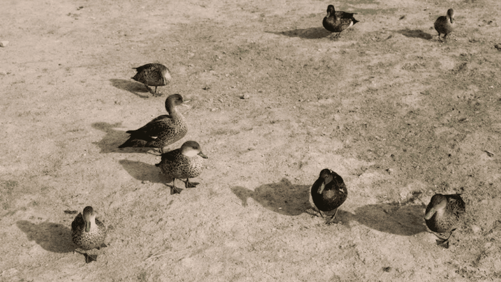 duck social behavior