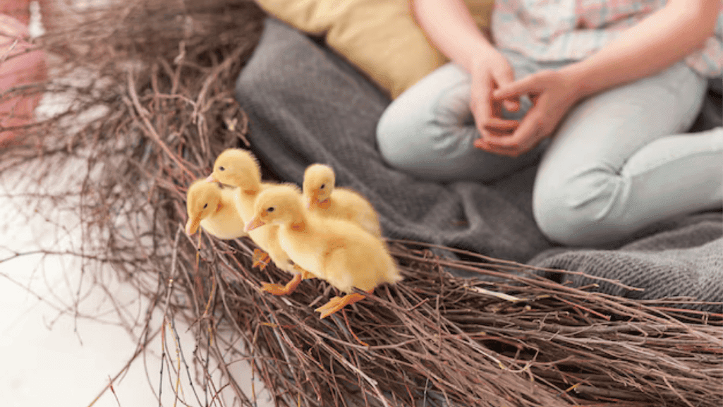 duck socialization and play
