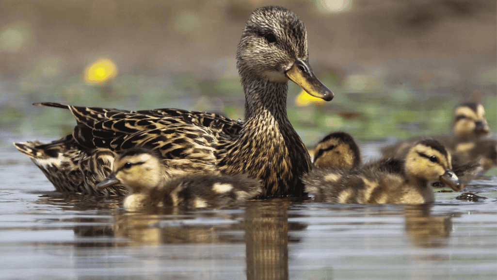 duckling care