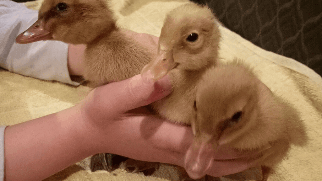 duckling care