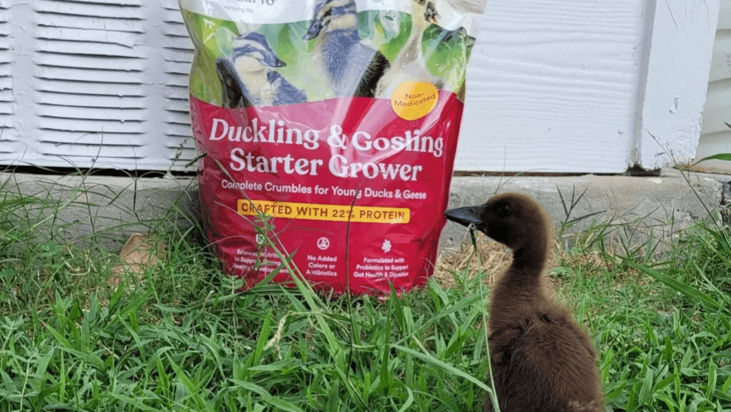 essential duck feeding ingredients