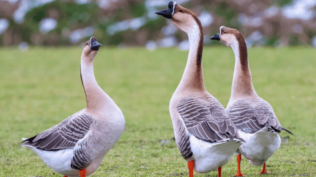 healthy treats for geese