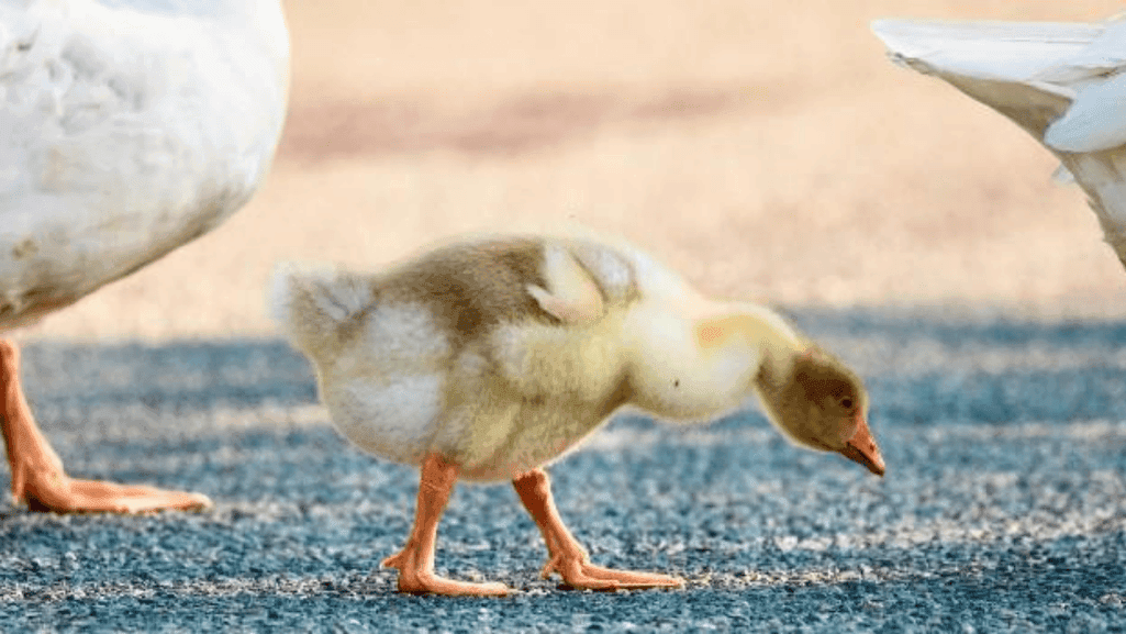 how to take care of pet duck