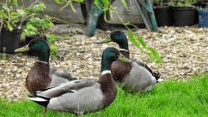 keeping ducks in the garden