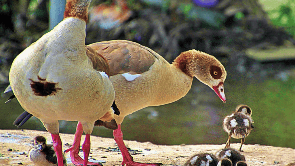 legal considerations for pet birds