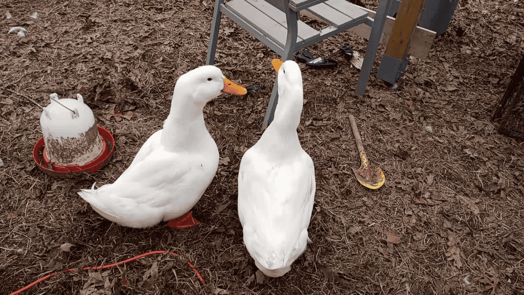 male vs female Pekin duck