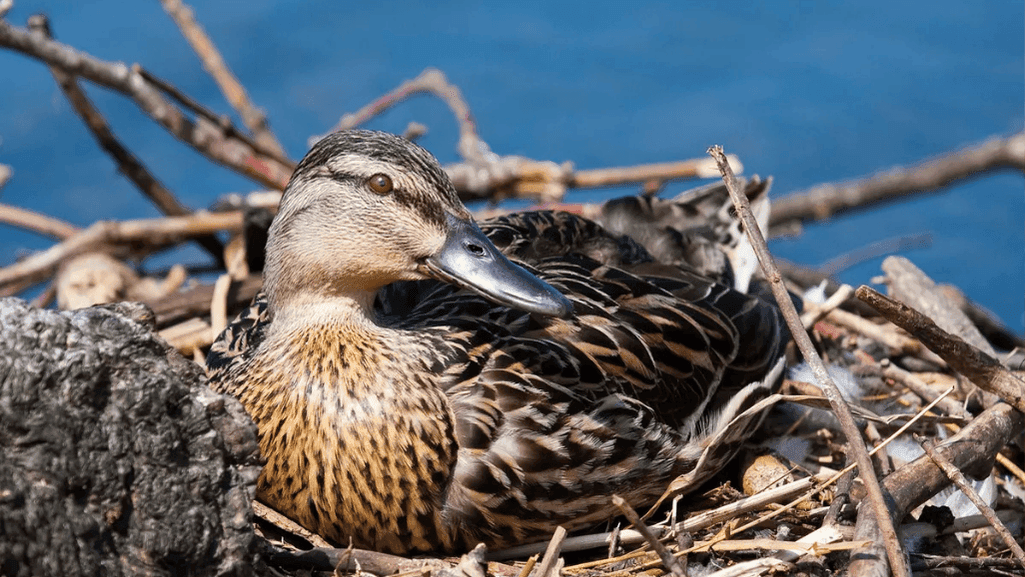 mallard duck nesting habits